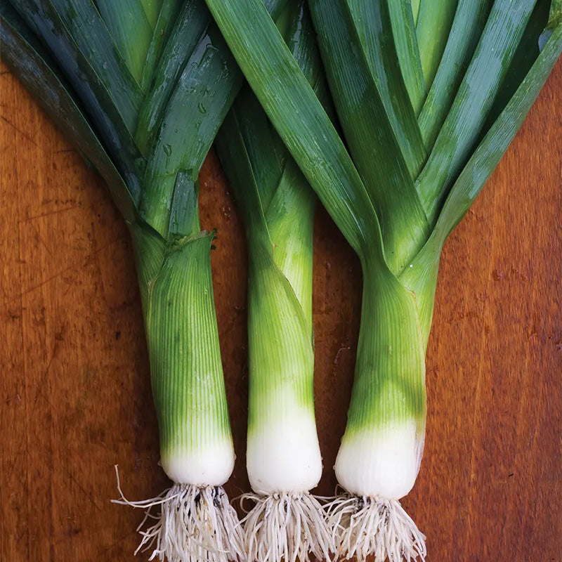 Leek, Lancelot