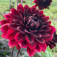 Burgundy Red Dahlia Seeds