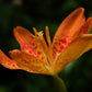 Iris domestica Belamcanda Chinensis is Native to China and Japan Iris species Growing Bonsai Seeds Flower Plant Bulbs Roots Rhizomes Corms Tubers Potted Planting Reblooming Fragrant Garden