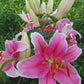 Sorbonne Oriental Hybrid Lily Blooms Species Growing Bonsai Bulbs Roots Rhizomes Corms Tubers Potted Planting Reblooming Fragrant Garden Flower Seeds Plant