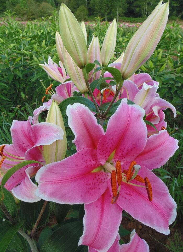 Sorbonne Oriental Hybrid Lily Blooms Species Growing Bonsai Bulbs Roots Rhizomes Corms Tubers Potted Planting Reblooming Fragrant Garden Flower Seeds Plant