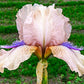 Concertina Reblooming Bearded Iris Iris Species Growing Bonsai Bulbs Roots Rhizomes Corms Tubers Potted Planting Reblooming Fragrant Garden Flower Seeds Plant