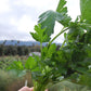 Giant of Italy Parsley