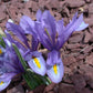 Bearded Iris Species Growing Bonsai Bulbs Roots Rhizomes Iris Hyrcana Has Clear Blue Flowers Bright Yellow Ridge