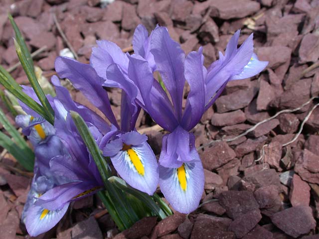 Bearded Iris Species Growing Bonsai Bulbs Roots Rhizomes Iris Hyrcana Has Clear Blue Flowers Bright Yellow Ridge