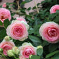 Pink Lonza Gemstone Seeds