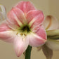 Apple Blossom Amaryllis Hippeastrum Blooms Species Growing Bonsai Bulbs Roots Rhizomes Corms Tubers Potted Planting Reblooming Fragrant Garden Flower Seeds Plant  Size 12-16cm