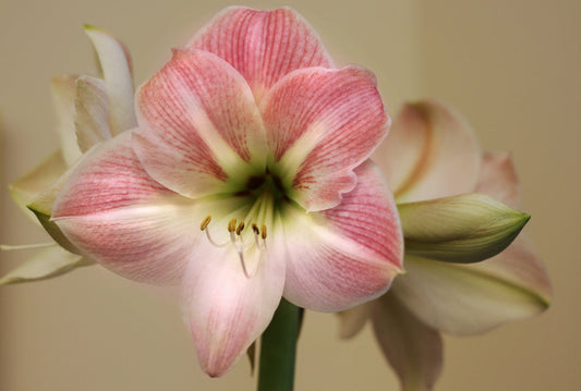 Apple Blossom Amaryllis Hippeastrum Blooms Species Growing Bonsai Bulbs Roots Rhizomes Corms Tubers Potted Planting Reblooming Fragrant Garden Flower Seeds Plant  Size 12-16cm