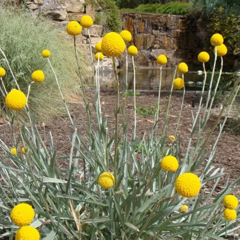 Craspedia Flower