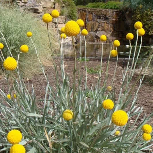 Craspedia Flower