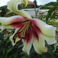 Zeba Species Oriental Hybrid Lily Blooms Species Growing Bonsai Bulbs Roots Rhizomes Corms Tubers Potted Planting Reblooming Fragrant Garden Flower Seeds Plant