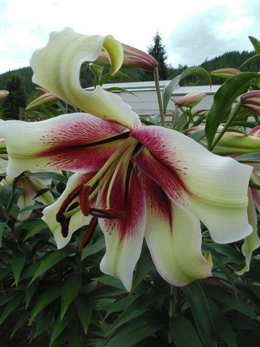 Zeba Species Oriental Hybrid Lily Blooms Species Growing Bonsai Bulbs Roots Rhizomes Corms Tubers Potted Planting Reblooming Fragrant Garden Flower Seeds Plant