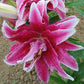 Thalita Double Flower Oriental Lily Blooms Species Growing Bonsai Bulbs Roots Rhizomes Corms Tubers Potted Planting Reblooming Fragrant Garden Flower Seeds Plant