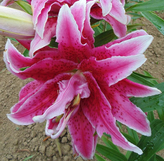 Thalita Double Flower Oriental Lily Blooms Species Growing Bonsai Bulbs Roots Rhizomes Corms Tubers Potted Planting Reblooming Fragrant Garden Flower Seeds Plant