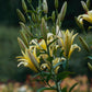 Yelloween Orienpet Hybrid Lily Blooms Species Growing Bonsai Bulbs Roots Rhizomes Corms Tubers Potted Planting Reblooming Fragrant Garden Flower Seeds Plant