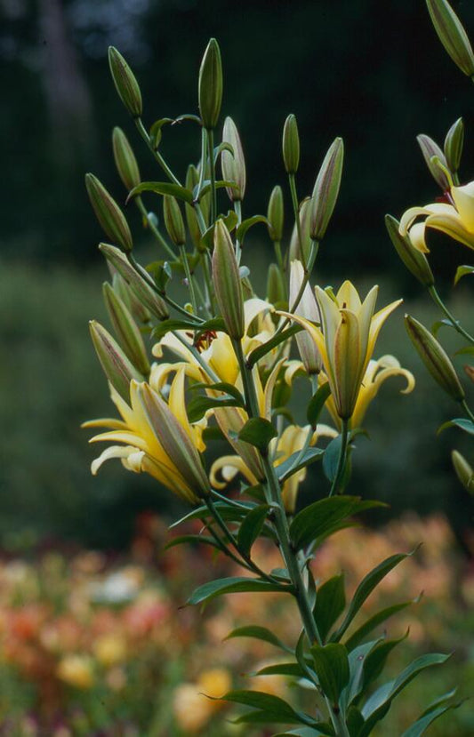 Yelloween Orienpet Hybrid Lily Blooms Species Growing Bonsai Bulbs Roots Rhizomes Corms Tubers Potted Planting Reblooming Fragrant Garden Flower Seeds Plant