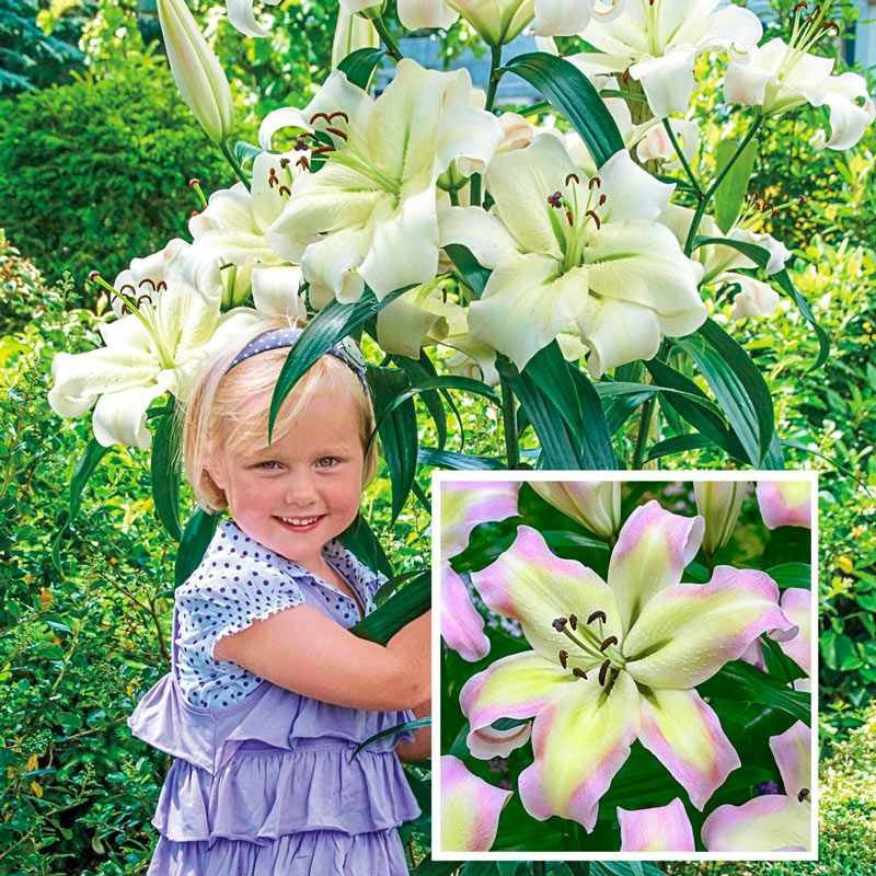 Summer Stunner Lily Tree Collection Lily Blooms Species Growing Bonsai Bulbs Roots Rhizomes Corms Tubers Potted Planting Reblooming Fragrant Garden Flower Seeds Plant