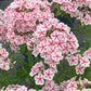 Pinkish White Phlox paniculata Seeds
