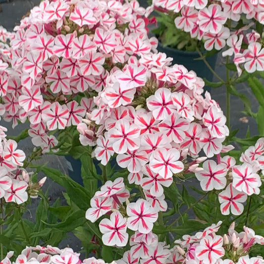 Pinkish White Phlox paniculata Seeds