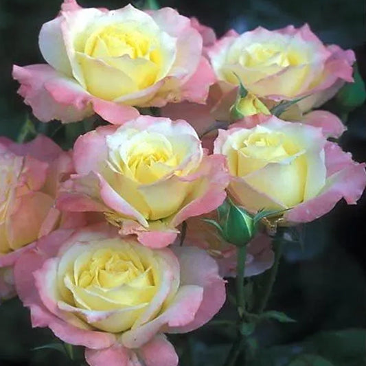 Peaceful Roses - The Messenger of Peace