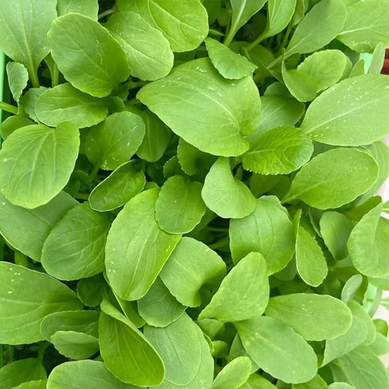 Brassica Rapa Chinensis Seeds, Pakchoi Seeds, Chinese White Cabbage, Vegetable Seeds for Planting
