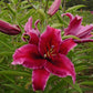 Rio Negro Oriental Hybrid Lily Blooms Species Growing Bonsai Bulbs Roots Rhizomes Corms Tubers Potted Planting Reblooming Fragrant Garden Flower Seeds Plant