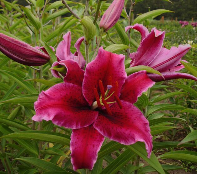 Rio Negro Oriental Hybrid Lily Blooms Species Growing Bonsai Bulbs Roots Rhizomes Corms Tubers Potted Planting Reblooming Fragrant Garden Flower Seeds Plant