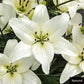 Asiatic Lily Collection Multiplies Lily Blooms Species Growing Bonsai Bulbs Roots Rhizomes Corms Tubers Potted Planting Reblooming Fragrant Garden Flower Seeds Plant