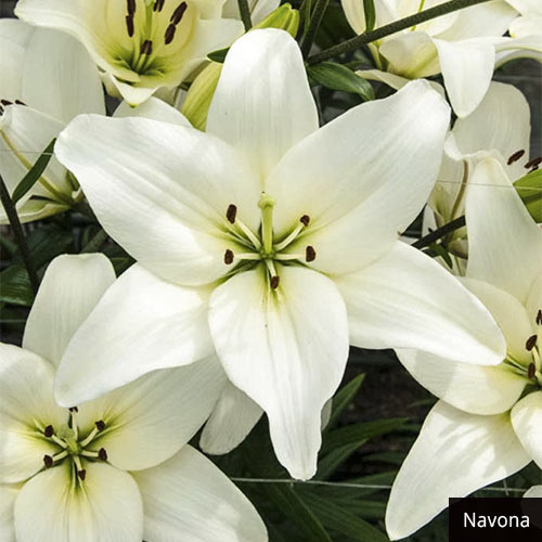 Asiatic Lily Collection Multiplies Lily Blooms Species Growing Bonsai Bulbs Roots Rhizomes Corms Tubers Potted Planting Reblooming Fragrant Garden Flower Seeds Plant