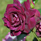 Wine Rose Seedlings Flower Seeds Perennial Growing Bonsai Corms Tubers Potted Planting Reblooming Fragrant Garden Roots Rhizomes Species Blooms Plant Bulbs Gardening Tree