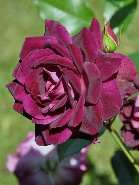 Wine Rose Seedlings Flower Seeds Perennial Growing Bonsai Corms Tubers Potted Planting Reblooming Fragrant Garden Roots Rhizomes Species Blooms Plant Bulbs Gardening Tree