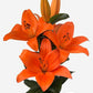 Bazin Trumpet Asiatic Lily Blooms Species Growing Bonsai Bulbs Roots Rhizomes Corms Tubers Potted Planting Reblooming Fragrant Garden Flower Seeds Plant