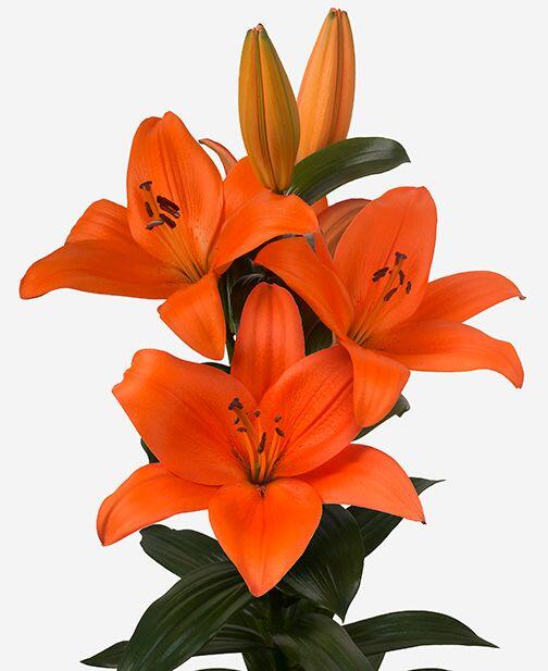 Bazin Trumpet Asiatic Lily Blooms Species Growing Bonsai Bulbs Roots Rhizomes Corms Tubers Potted Planting Reblooming Fragrant Garden Flower Seeds Plant