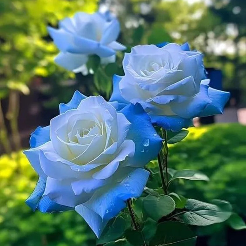 Broken Ice Blue Rose Seeds - Rare