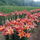 Royal Sunset Easter Asiatic Lily Blooms Species Growing Bonsai Bulbs Roots Rhizomes Corms Tubers Potted Planting Reblooming Fragrant Garden Flower Seeds Plant