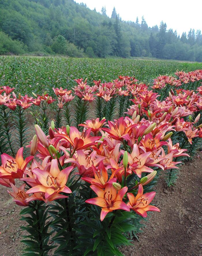 Royal Sunset Easter Asiatic Lily Blooms Species Growing Bonsai Bulbs Roots Rhizomes Corms Tubers Potted Planting Reblooming Fragrant Garden Flower Seeds Plant