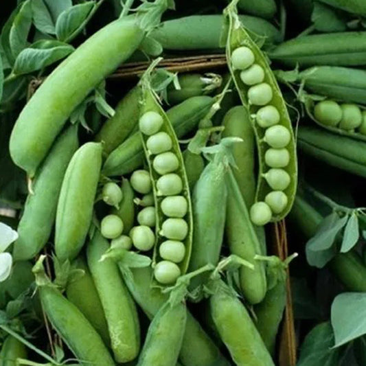 Pea Karina Organic