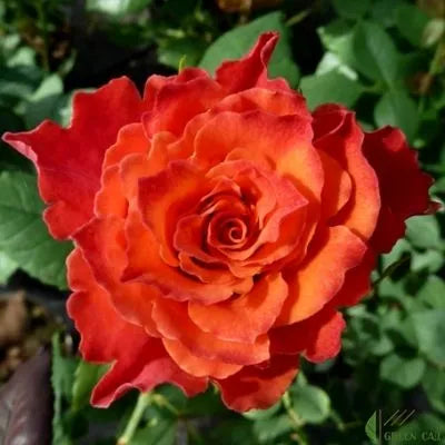 Apaches Rose Seedlings Flower Seeds Perennial Growing Bonsai Corms Tubers Potted Planting Reblooming Fragrant Garden Roots Rhizomes Species Blooms Plant Bulbs Gardening Tree