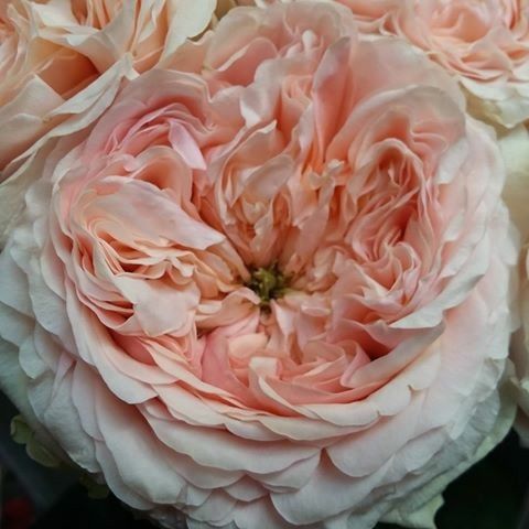 Cheap Hybrid Rose Seedlings Flower Seeds Perennial Growing Bonsai Corms Tubers Potted Planting Reblooming Fragrant Garden Roots Rhizomes Species Blooms Plant Bulbs Gardening Tree