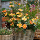 Apricot Rose Seedlings Flower Seeds Perennial Growing Bonsai Corms Tubers Potted Planting Reblooming Fragrant Garden Roots Rhizomes Species Blooms Plant Bulbs Gardening Tree