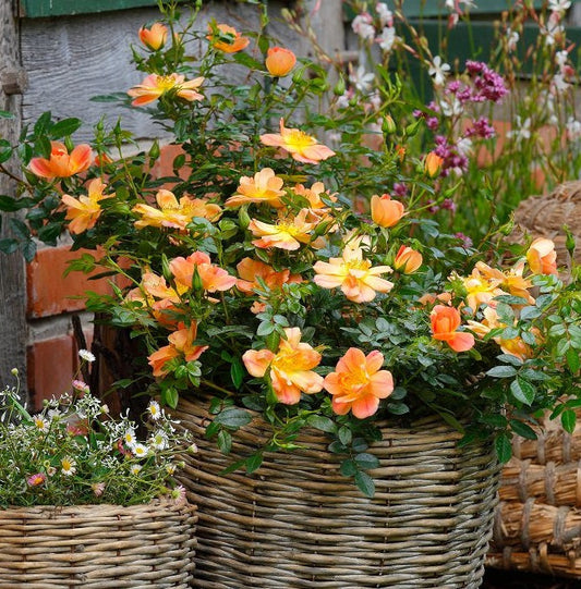 Apricot Rose Seedlings Flower Seeds Perennial Growing Bonsai Corms Tubers Potted Planting Reblooming Fragrant Garden Roots Rhizomes Species Blooms Plant Bulbs Gardening Tree