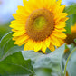 Sunflower Seeds for Planting - Grow Giant Sun Flowers in Your Garden  Non GMO Heirloom Seeds - Full Planting Instructions for Easy Grow - Great Gardening Gifts (1 Packet)
