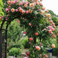 Barock Rose Seedlings Flower Seeds Perennial Growing Bonsai Corms Tubers Potted Planting Reblooming Fragrant Garden Roots Rhizomes Species Blooms Plant Bulbs Gardening Tree