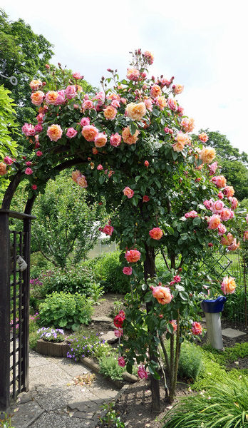 Barock Rose Seedlings Flower Seeds Perennial Growing Bonsai Corms Tubers Potted Planting Reblooming Fragrant Garden Roots Rhizomes Species Blooms Plant Bulbs Gardening Tree