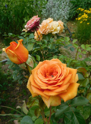 Ashram Rose Seedlings Flower Seeds Perennial Growing Bonsai Corms Tubers Potted Planting Reblooming Fragrant Garden Roots Rhizomes Species Blooms Plant Bulbs Gardening Tree