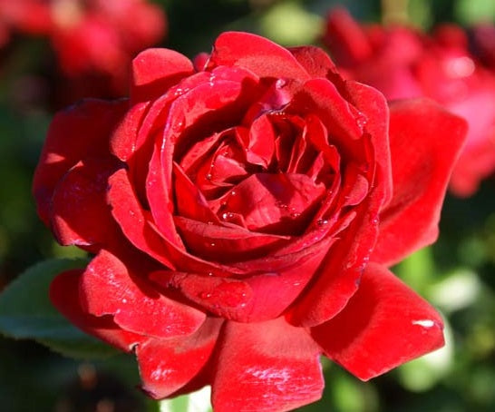 Desmond Tutu Rose Seedlings Flower Seeds Perennial Growing Bonsai Corms Tubers Potted Planting Reblooming Fragrant Garden Roots Rhizomes Species Blooms Plant Bulbs Gardening Tree