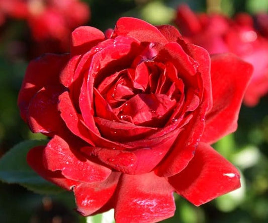 Desmond Tutu Rose Seedlings Flower Seeds Perennial Growing Bonsai Corms Tubers Potted Planting Reblooming Fragrant Garden Roots Rhizomes Species Blooms Plant Bulbs Gardening Tree