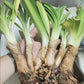 Agapanthus Galaxy White 2 Large Plant root ,Lily of the Nil