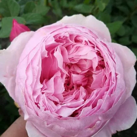 Eglantine Rose Seedlings Flower Seeds Perennial Growing Bonsai Corms Tubers Potted Planting Reblooming Fragrant Garden Roots Rhizomes Species Blooms Plant Bulbs Gardening Tree