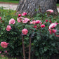 Wildberry Rose Seedlings Flower Seeds Perennial Growing Bonsai Corms Tubers Potted Planting Reblooming Fragrant Garden Roots Rhizomes Species Blooms Plant Bulbs Gardening Tree
